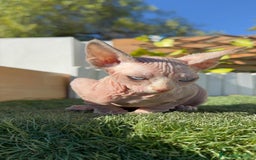 Sphynx gatos en venta: GATITAS SPHYNX - Anuncio 12