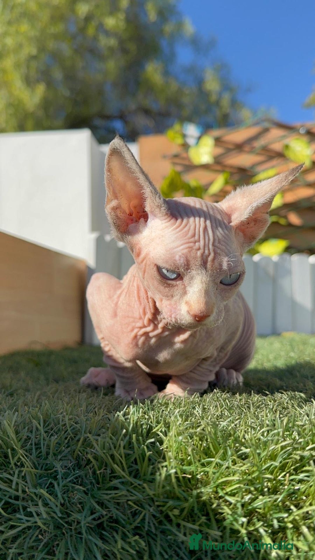 Sphynx gatos en venta: GATITAS SPHYNX - Anuncio 12