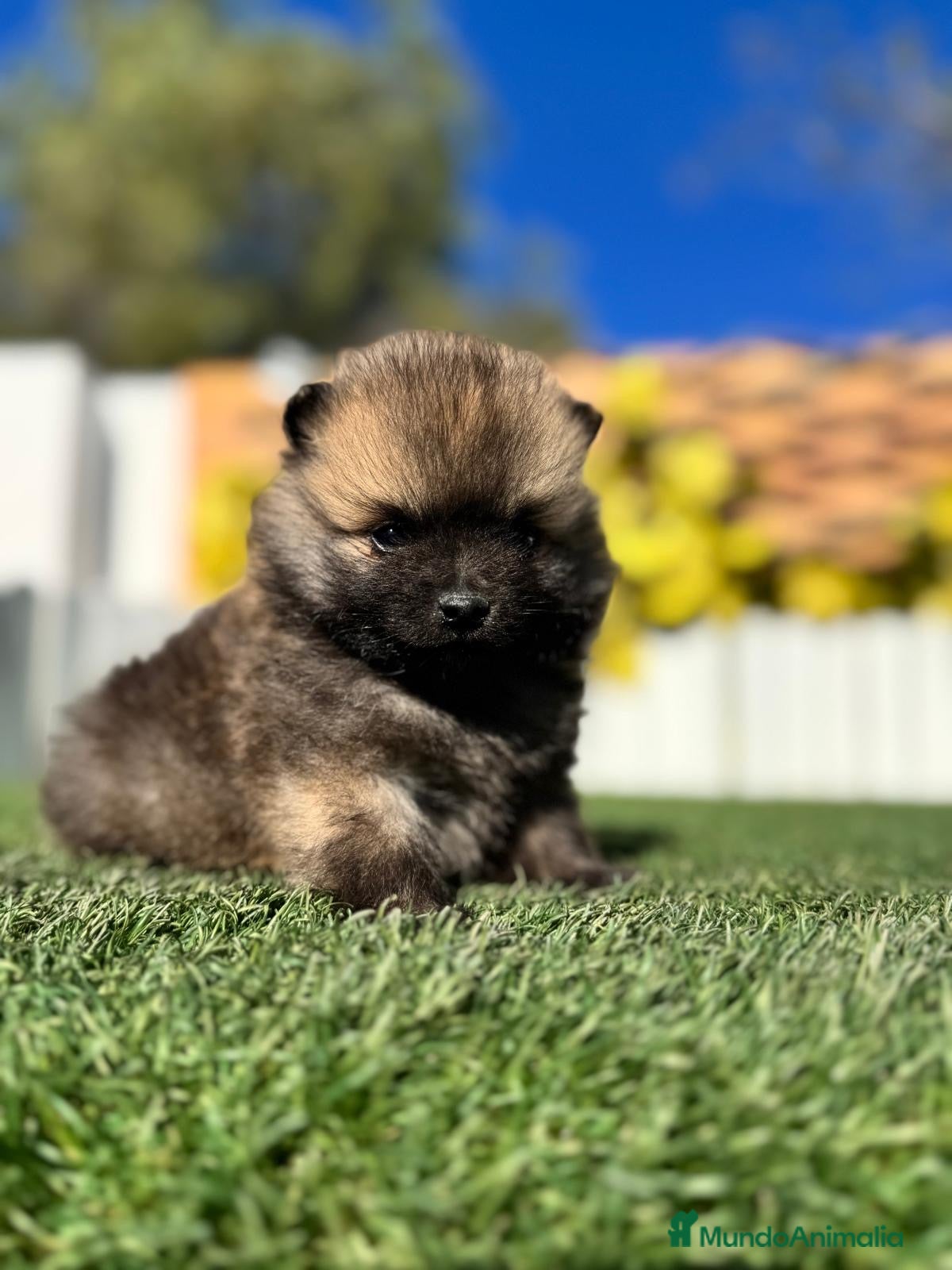 Pomerania perros POMERANIA MACHO - Anuncio 4