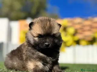 Pomerania perros POMERANIA MACHO - Anuncio 4