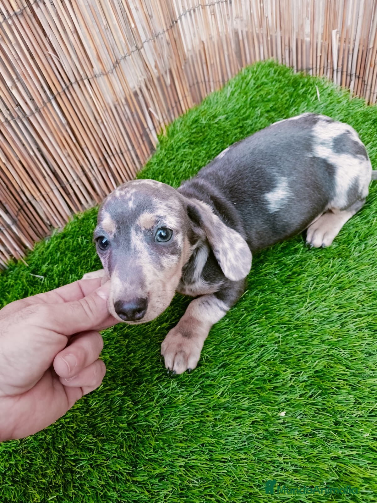 Teckel perros Teckels mini y kaninchen  - Anuncio 2