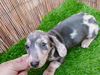 Teckel perros Teckels mini y kaninchen - Anuncio 8