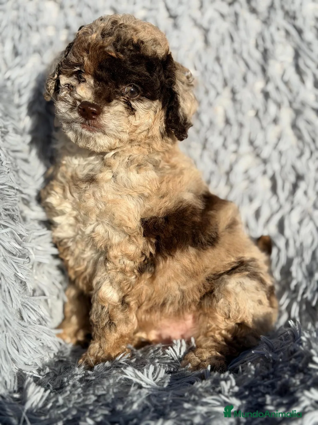 Caniche Enano perros en venta: CANICHE MERLE MACHO DISPONIBLE - Anuncio 5