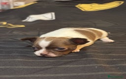 Chihuahua perros en venta: Chihuahua toy linea rusa  - Imagen 7