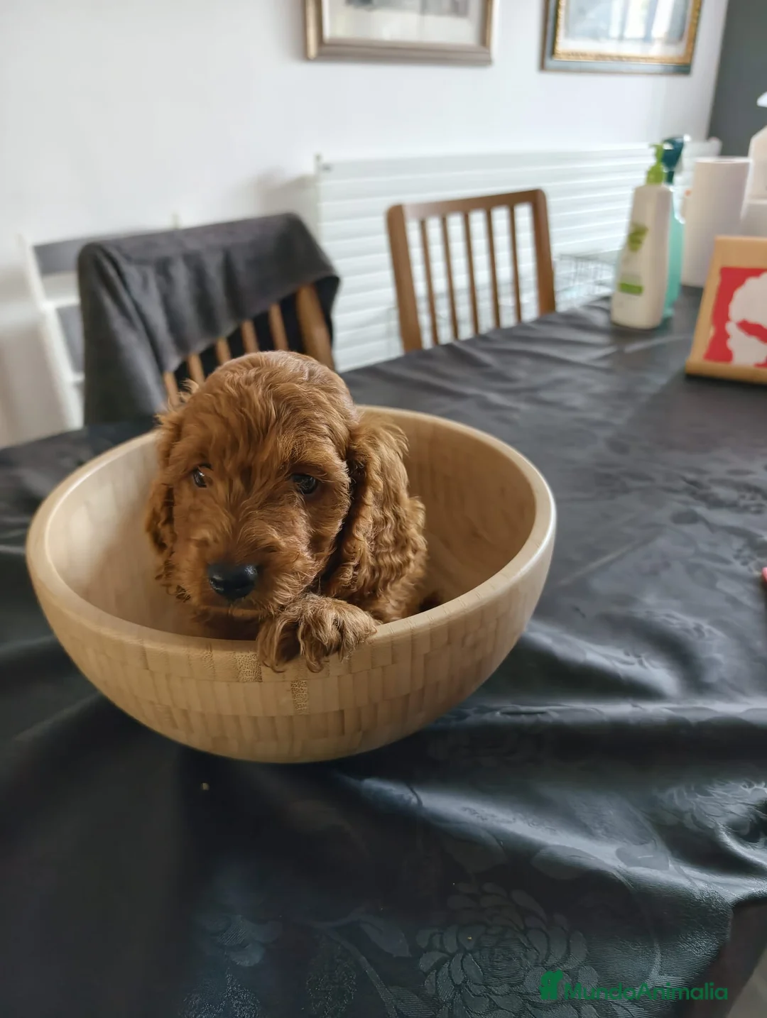 Cockapoo perros en venta: Cockapoo - Anuncio 1