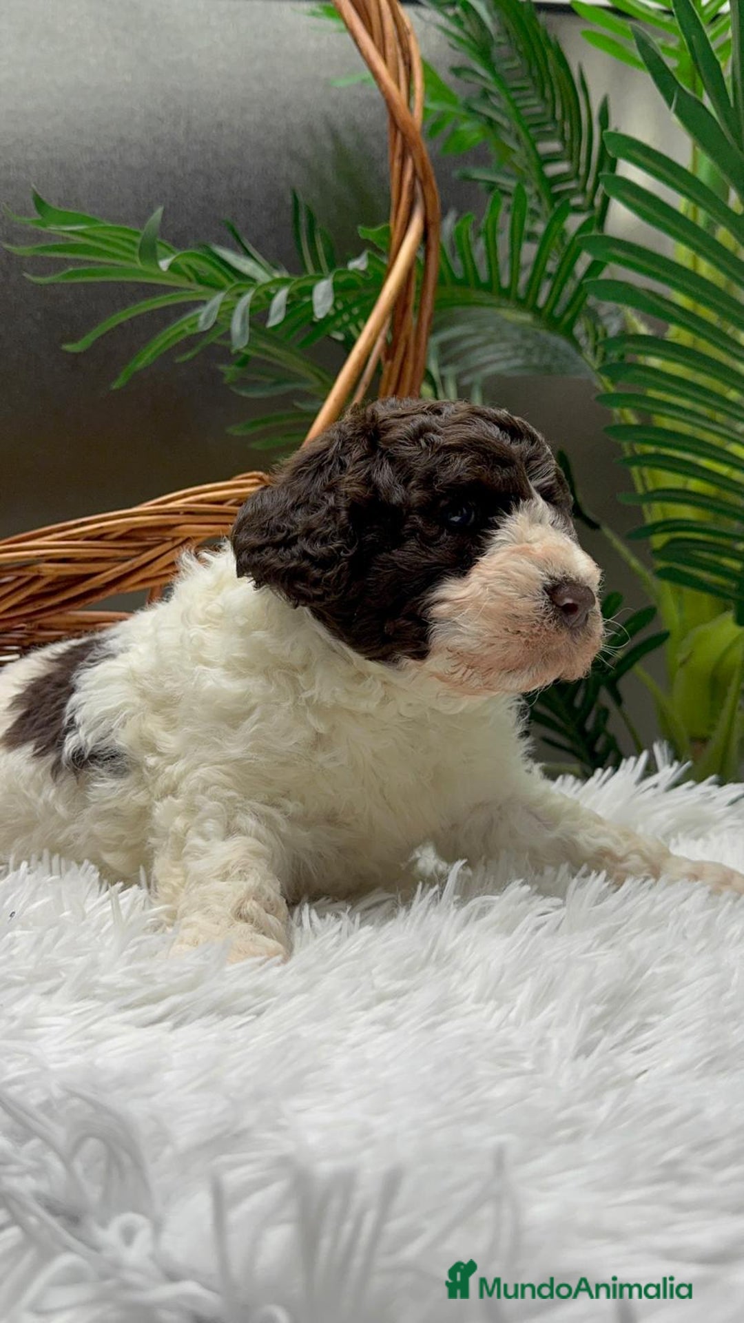 Perro de Agua Español perros en venta: PERRO DE AGUA ESPAÑOL MACHO - Anuncio 2