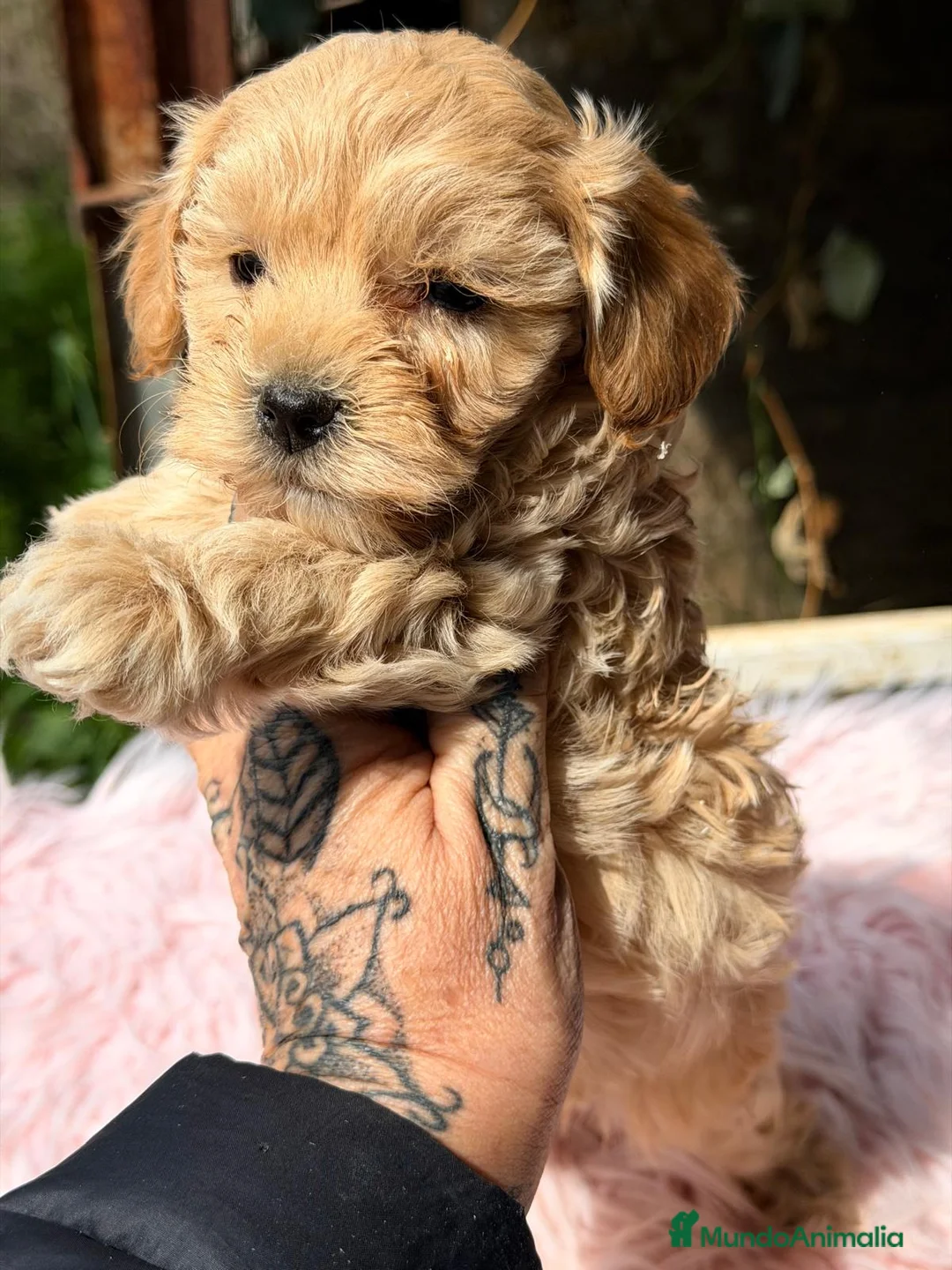 Maltipoo perros en venta: MALTIPOO F1 APRICOT  - Anuncio 2