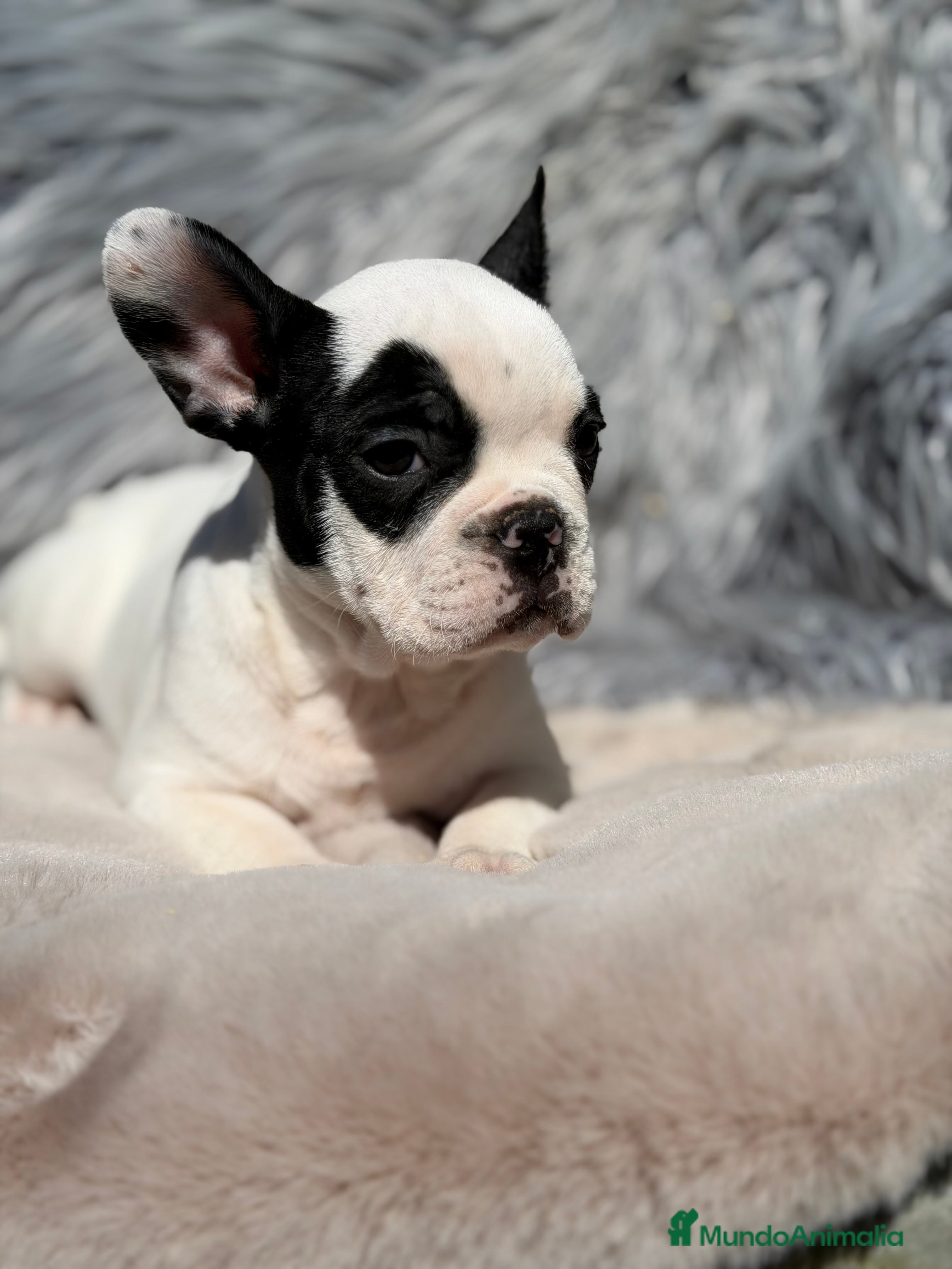 Bulldog Francés perros Bulldog vaca  - Anuncio 1