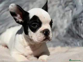Bulldog Francés perros Bulldog vaca - Anuncio 1