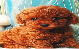 Caniche Toy perros en venta: ‼️‼️CANICHE TOY ROJOS HEMBRAS 50% ASIÁTICOS  - Imagen 1