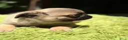 Carlino - Pug perros en venta: CARLINO BEACH - Anuncio 4