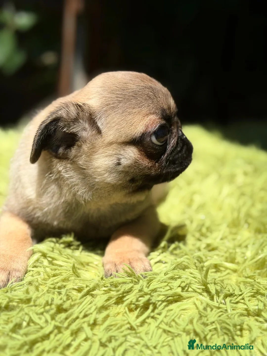 Carlino - Pug perros en venta: CARLINO BEACH - Anuncio 4