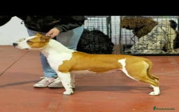 American Staffordshire-Terrier perros en venta: American staffordshire terrier  - Imagen 1