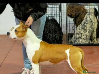 American Staffordshire-Terrier perros - Anuncio 3
