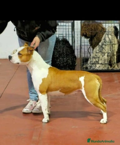 American Staffordshire-Terrier perros - Anuncio 1