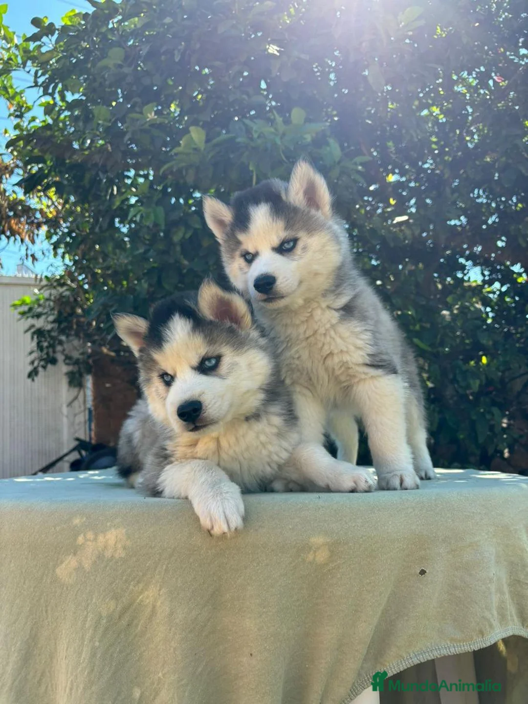 Husky Siberiano perros en venta: Husky siberiano listo para hogar - Anuncio 2