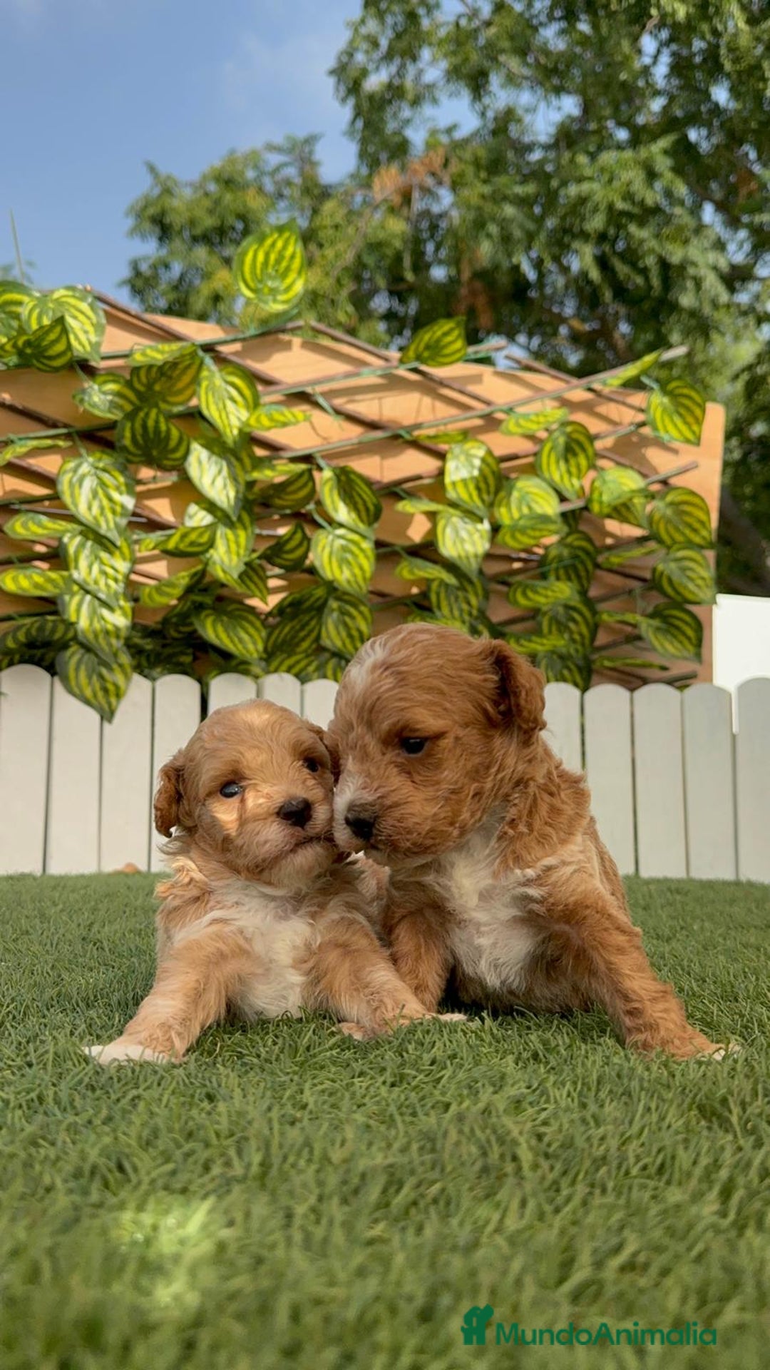 Caniche Toy perros en venta: CANICHE TOY MACHO - Imagen 12