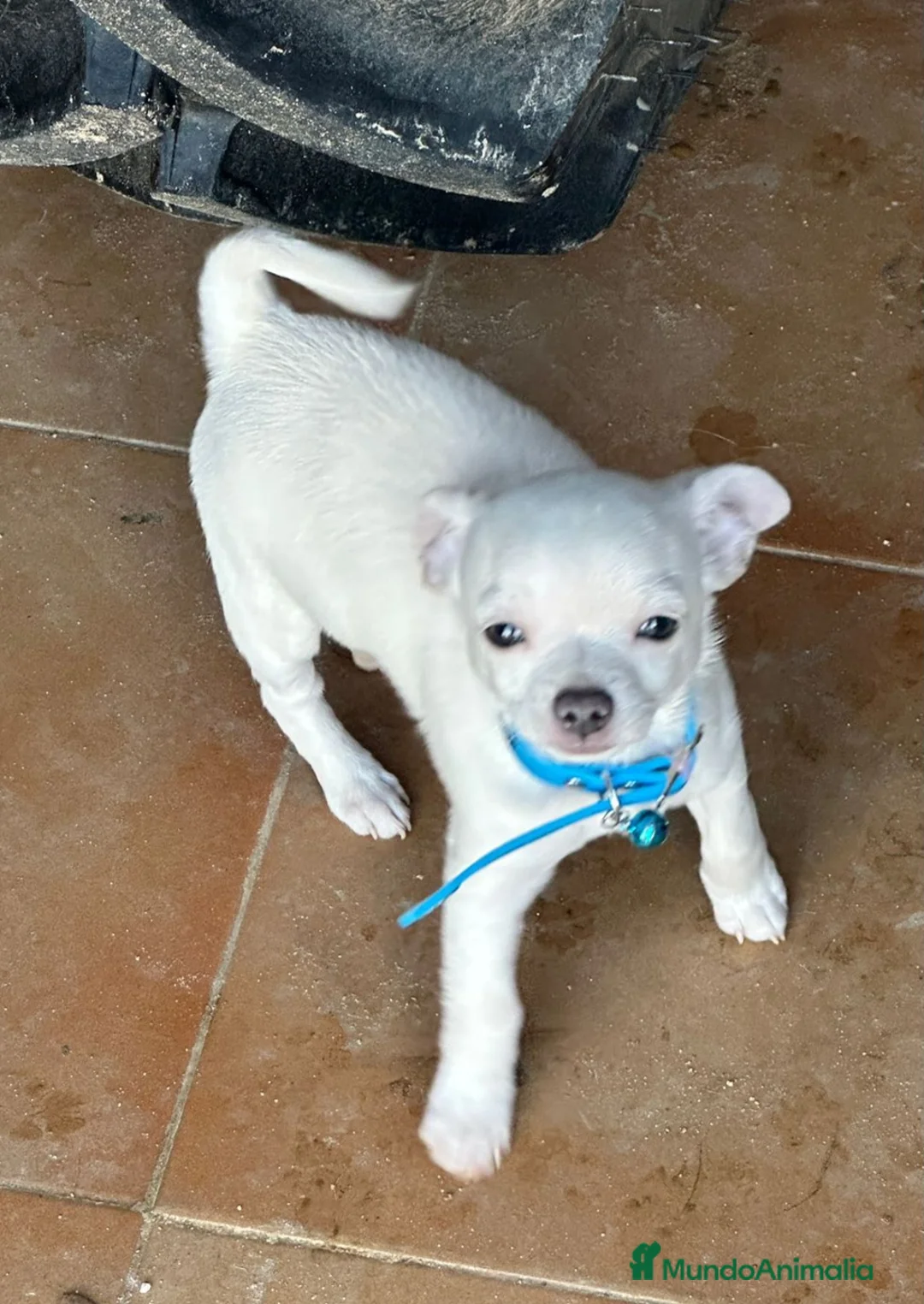Chihuahua perros en venta: Chihuahua  mini - Anuncio 1