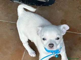 Chihuahua perros Chihuahua mini - Anuncio 2