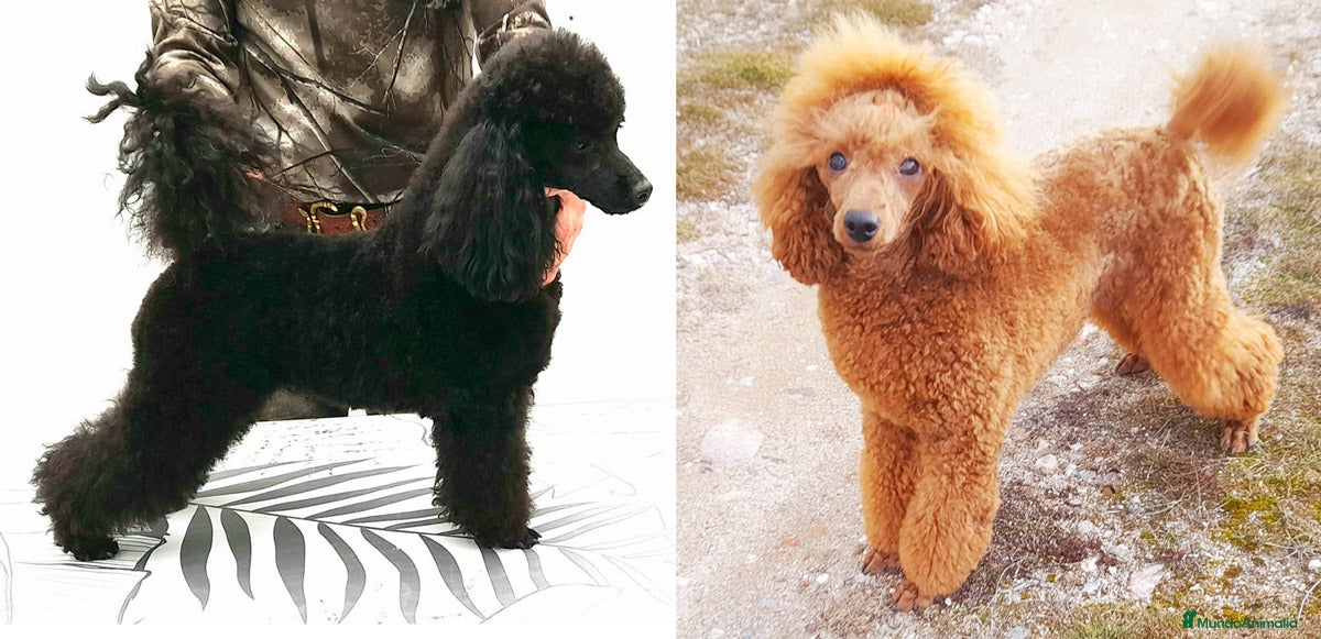 Caniche Enano perros Cachorros de Caniche Enano Leonado y Negro - Anuncio 2