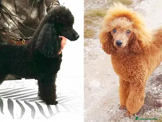 Caniche Enano perros Camada Caniche Enano Leonado/Negro entrega Junio26 - Anuncio 2