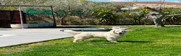 Golden Retriever perros en venta: Golden retriever  - Anuncio 3