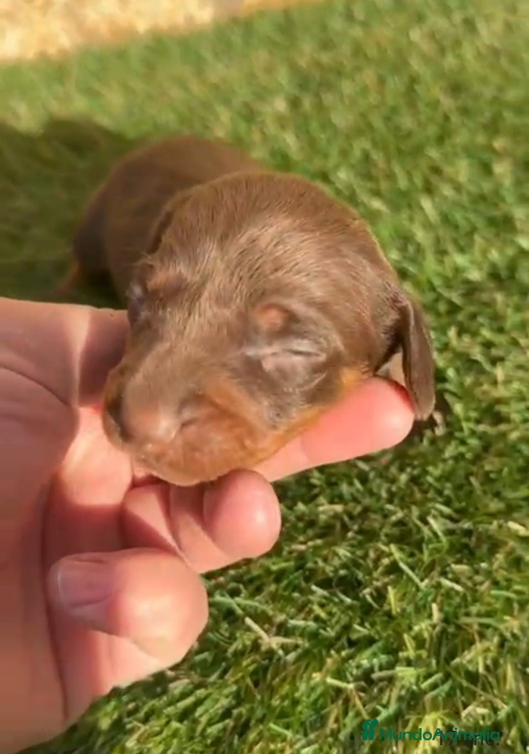 Teckel perros Teckel Mini - Anuncio 17