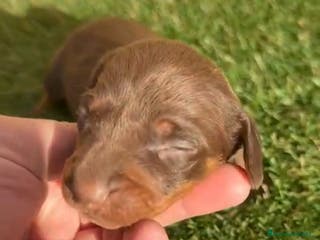 Teckel perros Teckel Mini - Anuncio 17