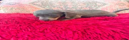 Teckel Miniatura perros en venta: Teckel kaninchen  - Anuncio 2