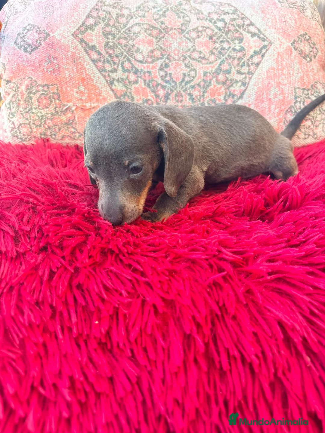 Teckel Miniatura perros en venta: Teckel kaninchen  - Anuncio 2