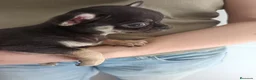 Chihuahua perros en venta: Chihuahuas macho y hembra  - Anuncio 4