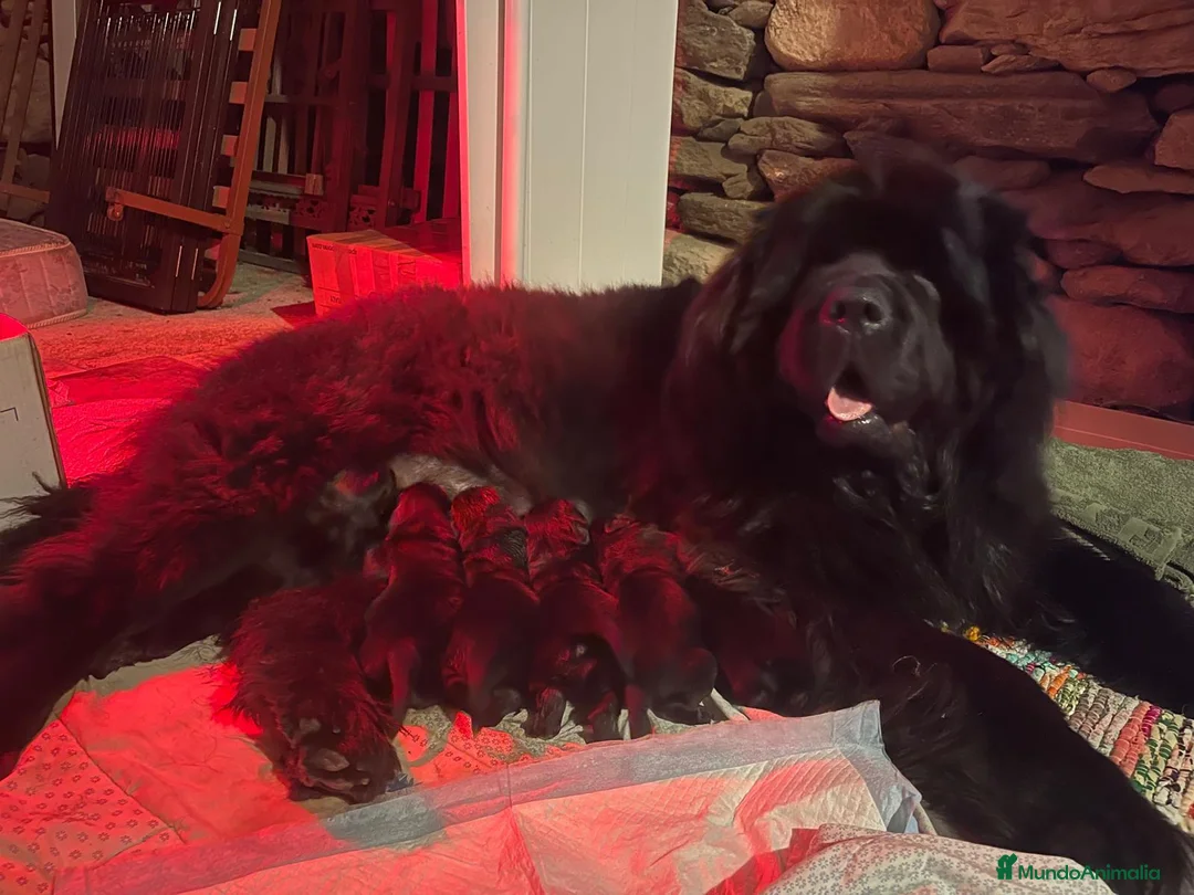 Terranova perros en venta: DISPONIBLES CACHORROS DE TERRANOVA - Anuncio 2