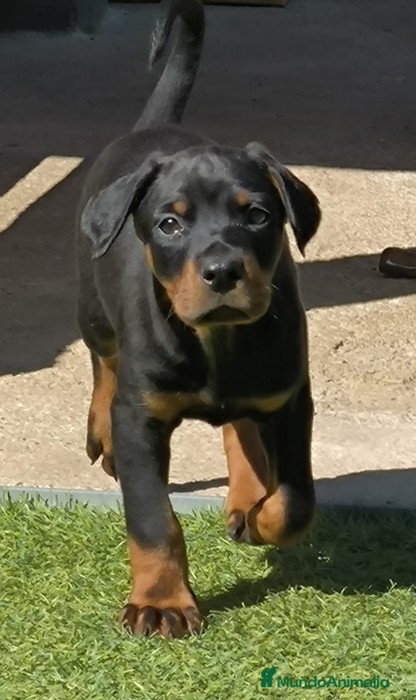 Dobermann perros Doberman europeos  - Anuncio 1