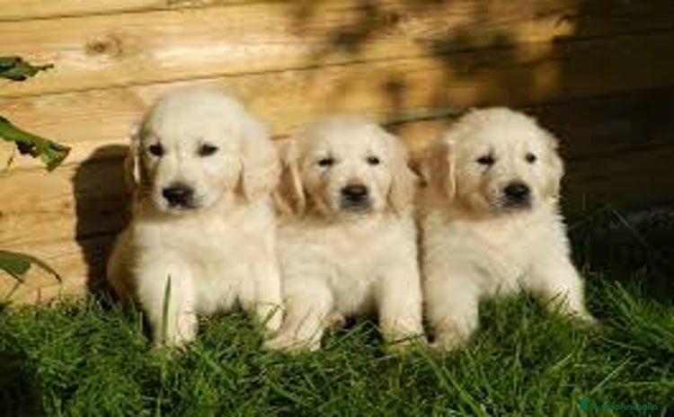 Golden Retriever perros en venta - Propaganda 1