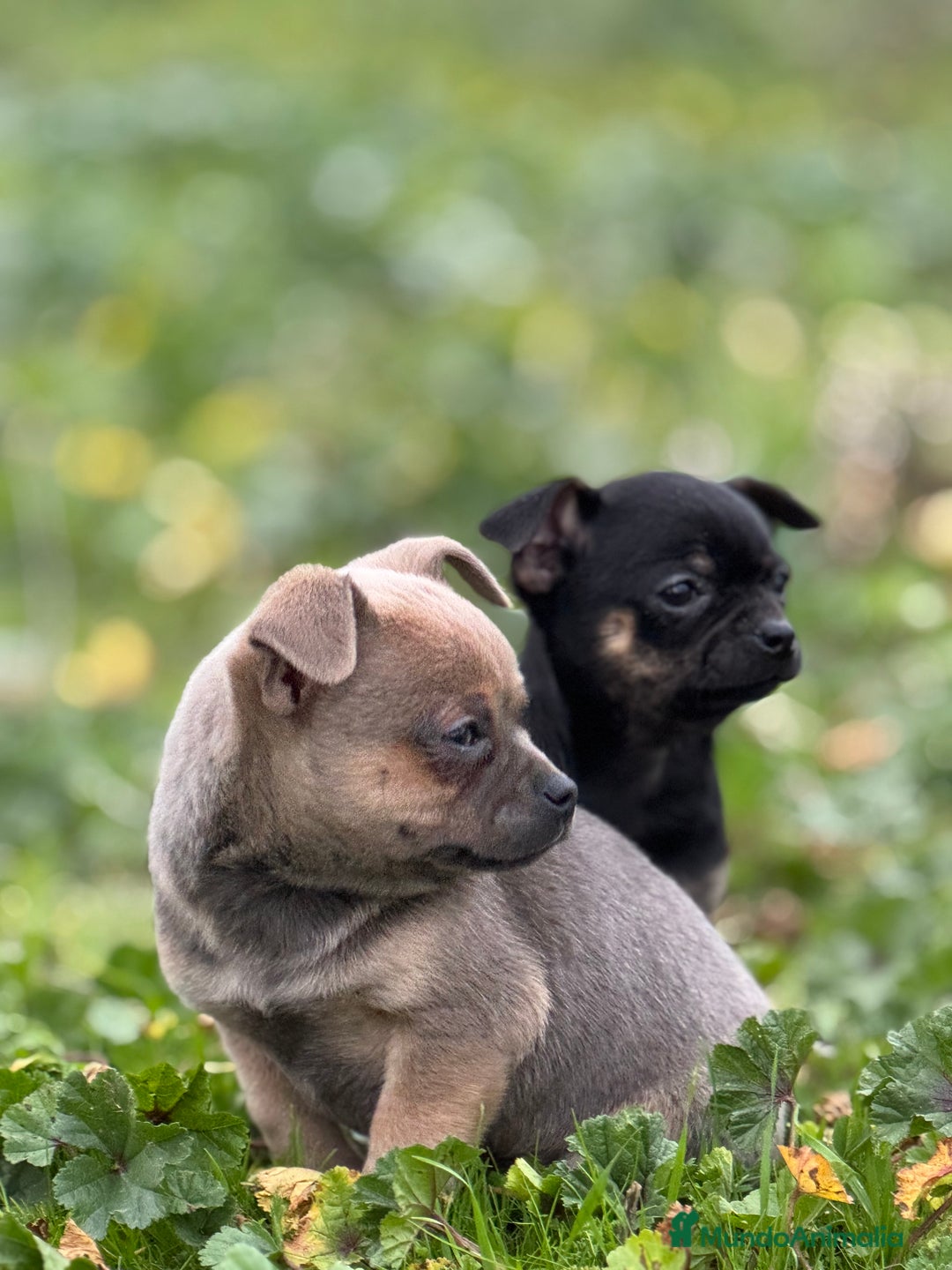 Chihuahua perros en venta: Chihuahua Toy y Mini Toy  - Anuncio 7