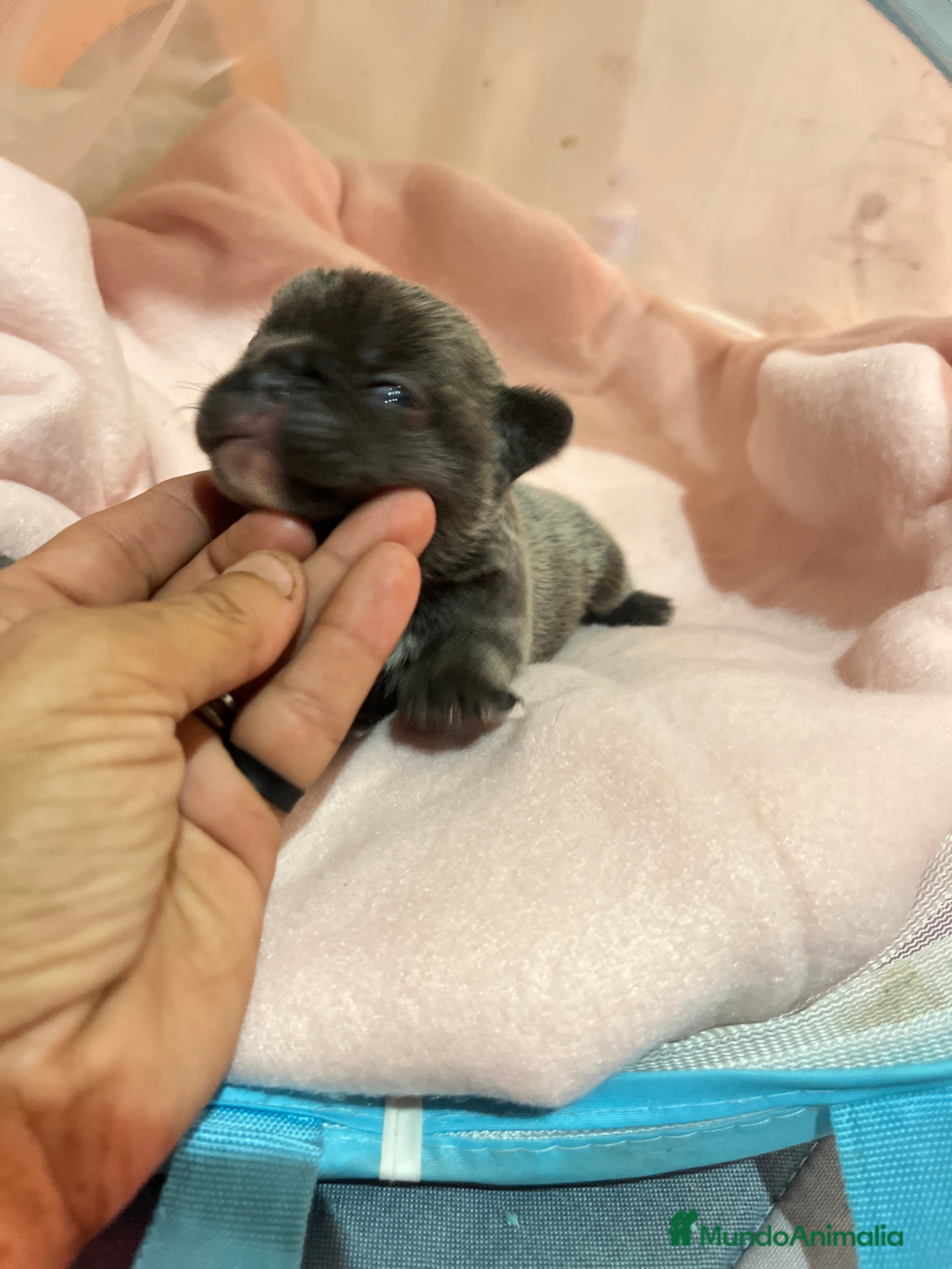 Bulldog Francés perros Bulldog Francés criado en familia Cría responsable - Anuncio 10