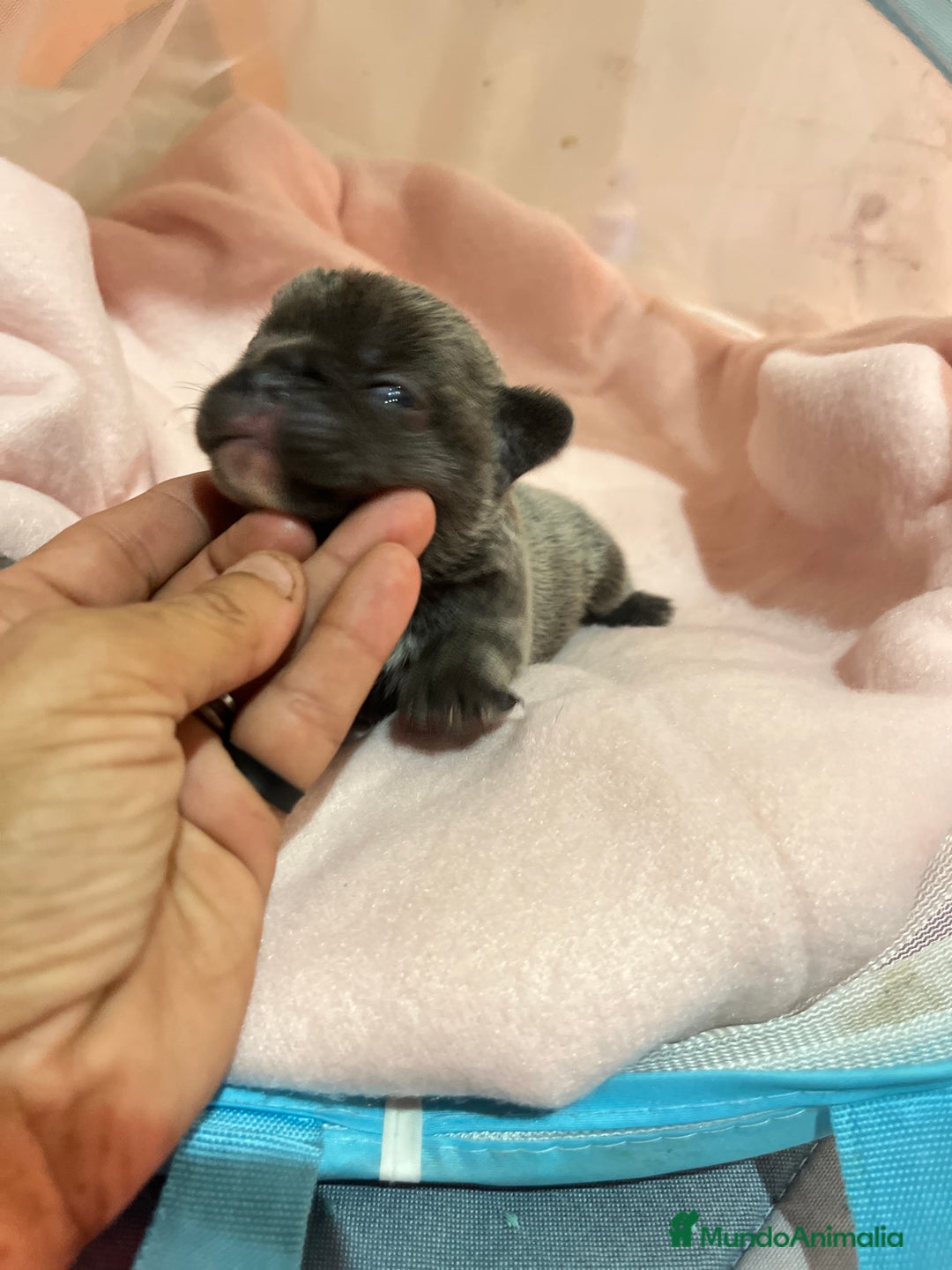 Bulldog Francés perros en venta: Bulldog Francés criado en familia Cría responsable - Imagen 7