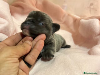 Bulldog Francés perros Bulldog Francés criado en familia Cría responsable - Anuncio 10