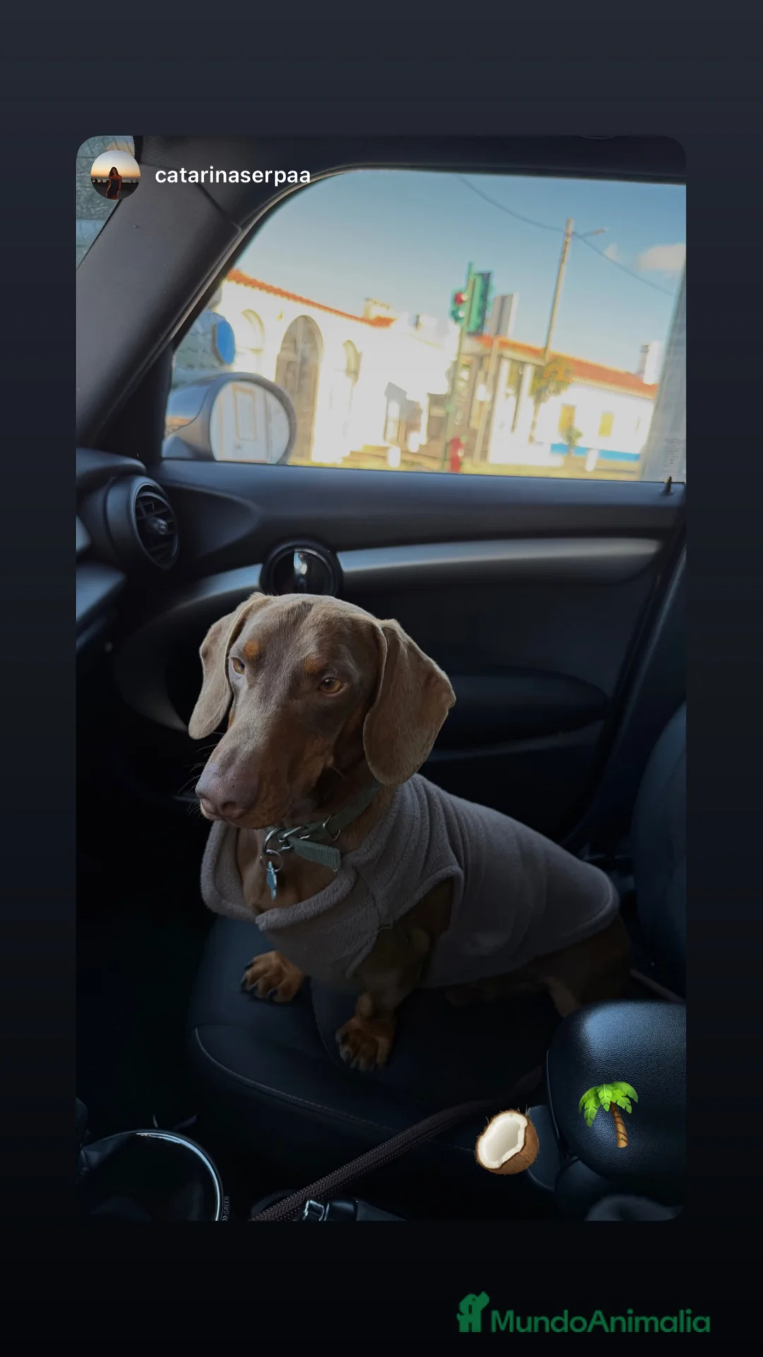 Teckel perros para monta: Macho para Montas  en Badajoz - Anuncio 4