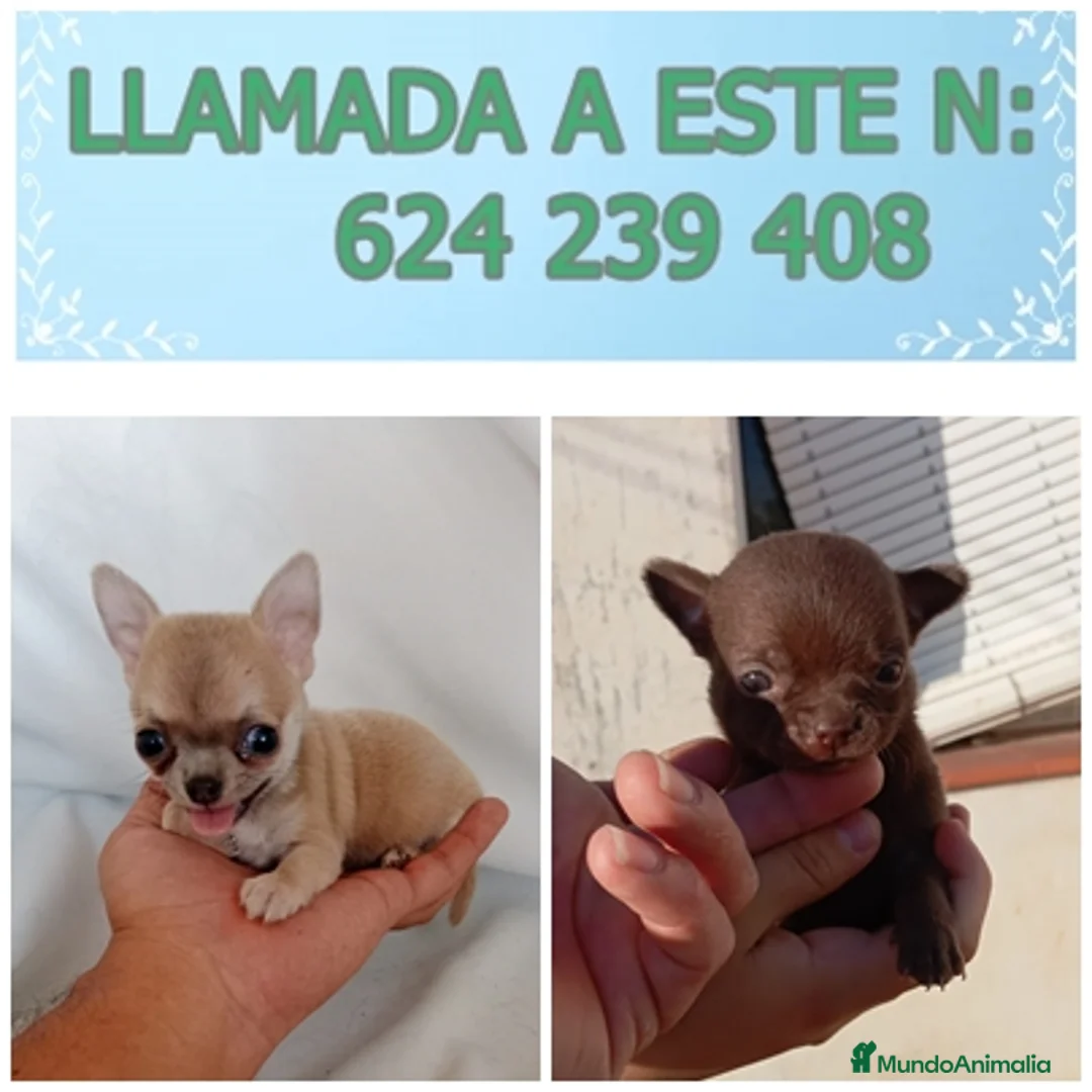 Chihuahua perros en venta: IMPRESIONANTE  CHIHUAHUA   LINEA  TOY  - Anuncio 11