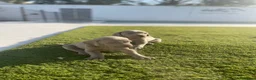 Weimaraner perros en venta: Bracos de Weimar disponibles  - Anuncio 3
