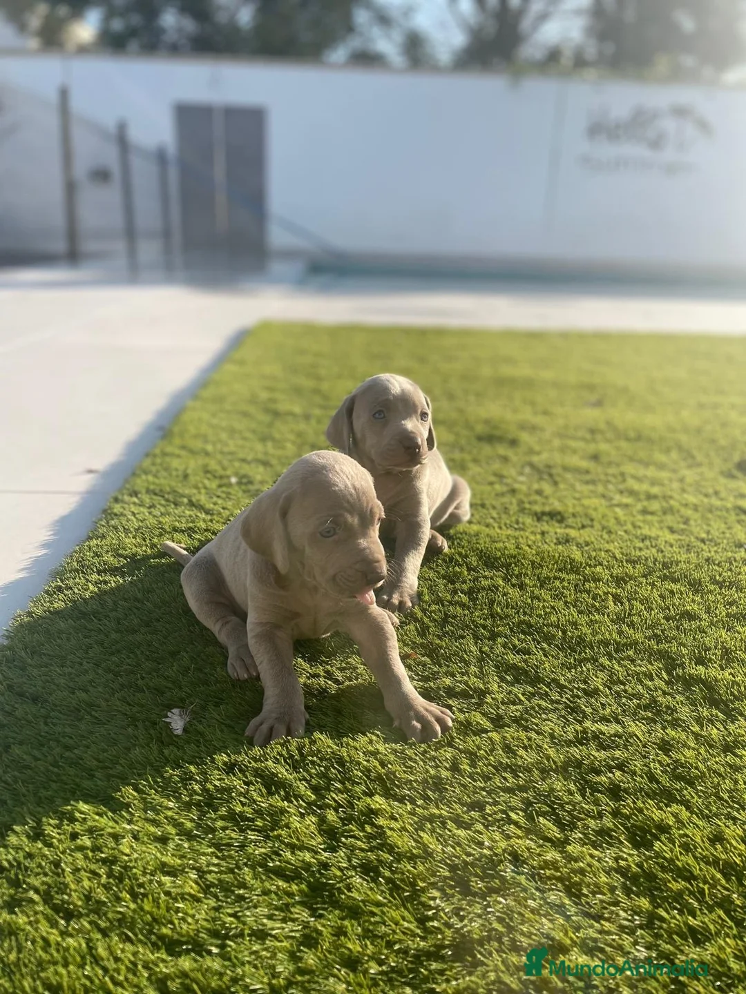 Weimaraner perros en venta: Bracos de Weimar disponibles  - Anuncio 3
