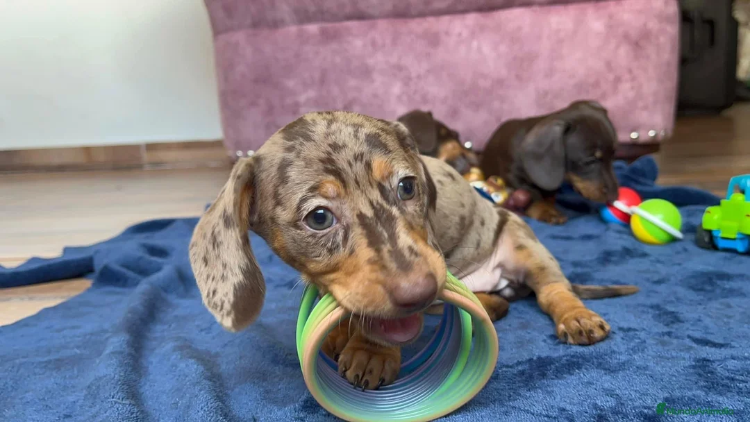 Teckel perros en venta: Teckel exóticos  en Ciudad Real - Anuncio 2