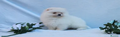 Pomerania Cachorro 7