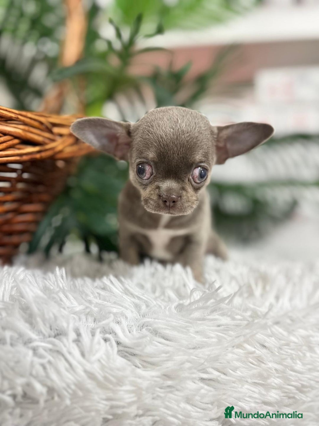 Chihuahua perros en venta: CHIHUAHUA HEMBRA LILAC AND TAN - Anuncio 3