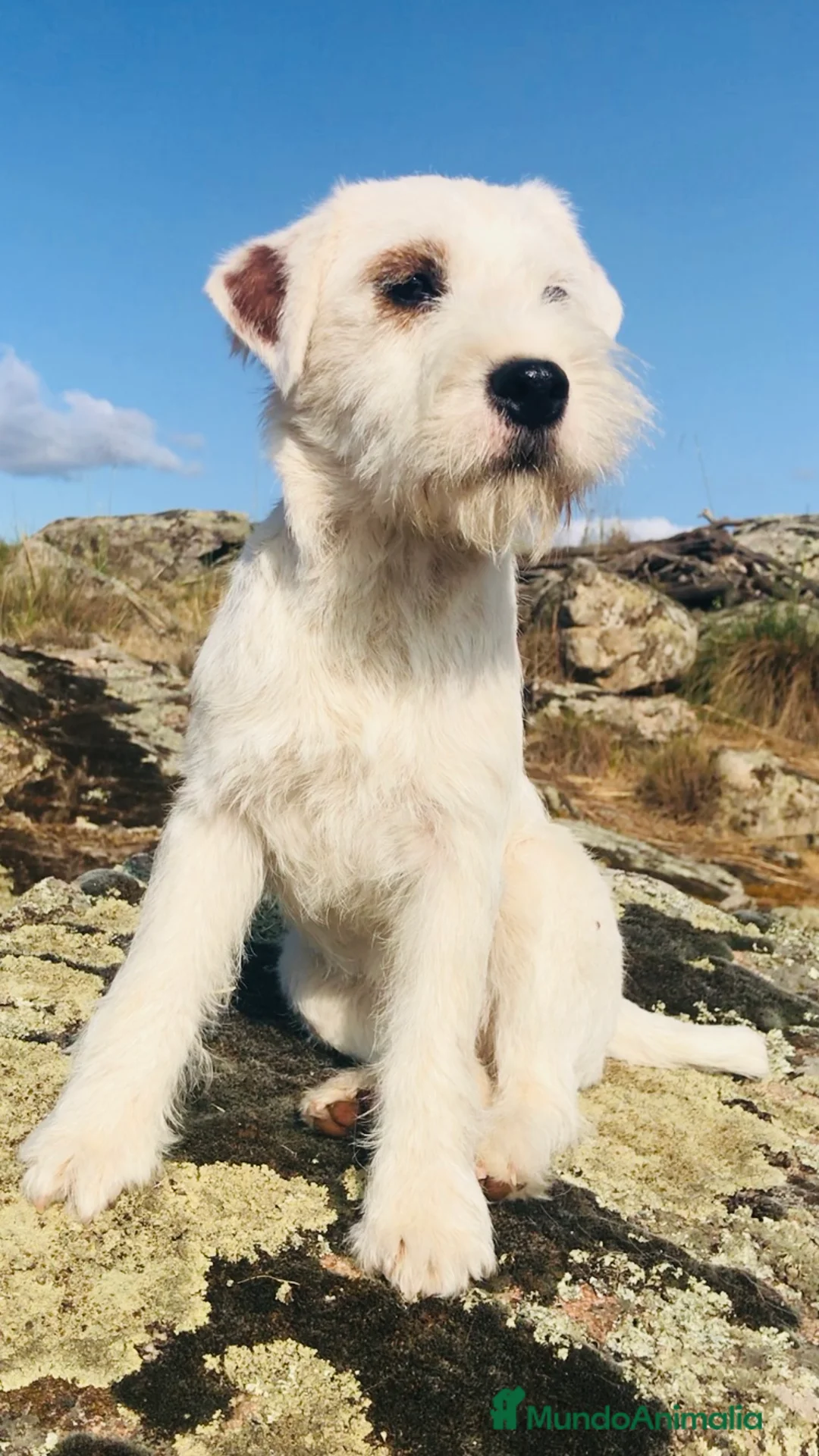 Parson Russell Terrier perros en venta: Parson Russell Terrier - Anuncio 17
