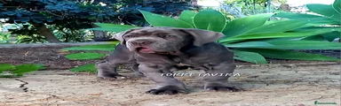 Cane Corso cachorro 4
