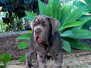 Cane Corso perros Mastin napolitano en Sevilla - Anuncio 3