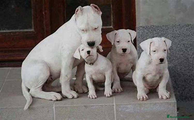 Dogo Argentino perros - Propaganda 1
