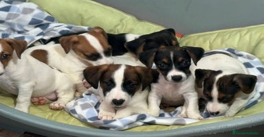 Jack Russell Terrier perros - Anuncio 4